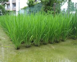 栽培イネの様子