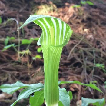 arisaema_sample