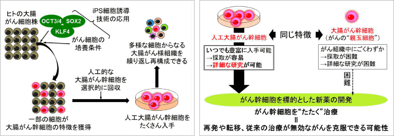 神戸大学大学院医学研究科 内科系講座 Ips細胞応用医学分野